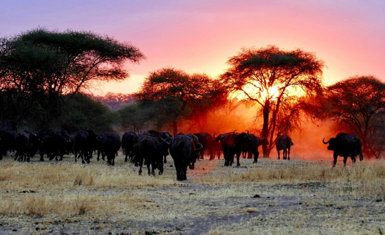 Tanzania: Auberge Collection Enters Africa with Nine Luxury Safari Camps