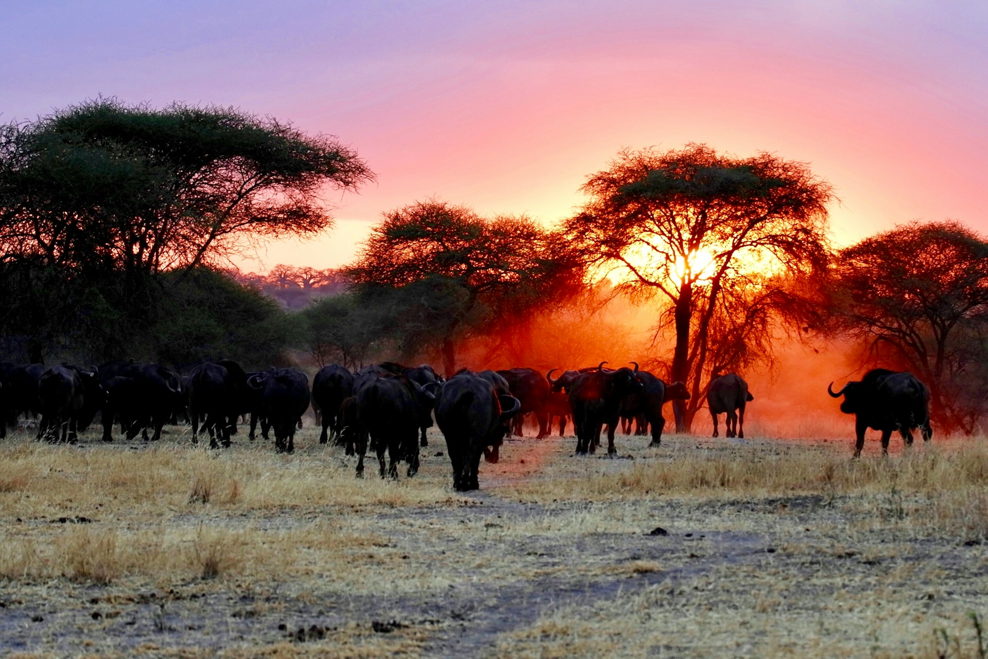 Tanzania: Auberge Collection Enters Africa with Nine Luxury Safari Camps